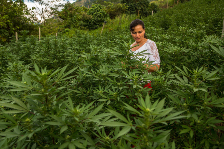 Cáñamo cannabis en el Cauca