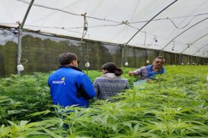 DANE creará código CIIU para industria del cannabis en Colombia