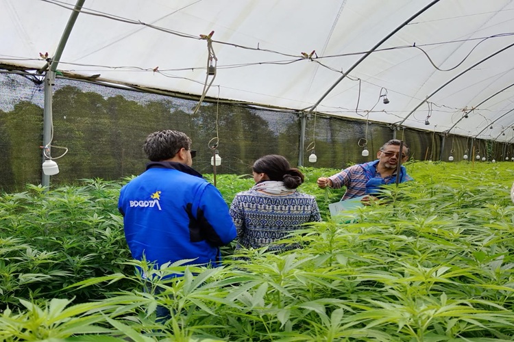 DANE creará código CIIU para industria del cannabis en Colombia