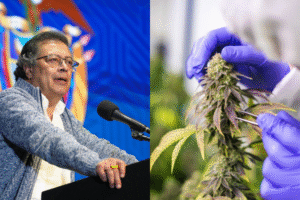 Petro se comprometió a reglamentar usos no recreativos del cannabis en Colombia