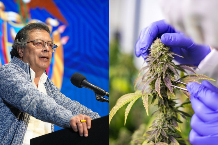Petro se comprometió a reglamentar usos no recreativos del cannabis en Colombia
