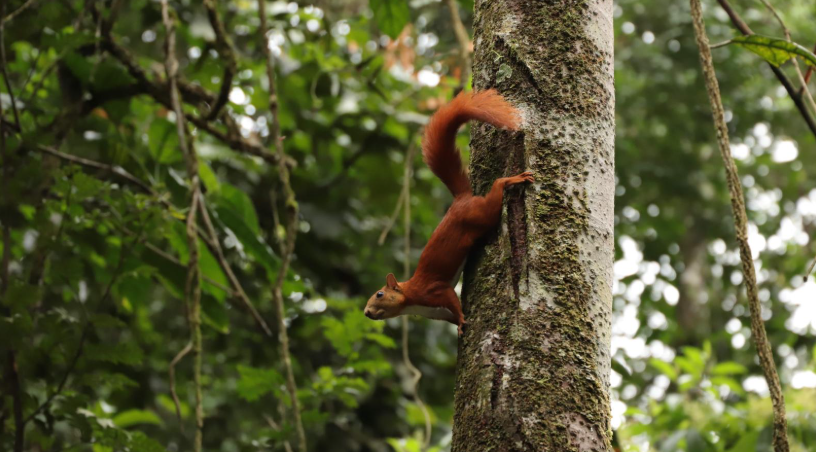 Parques Distritales Ecológicos de Montaña