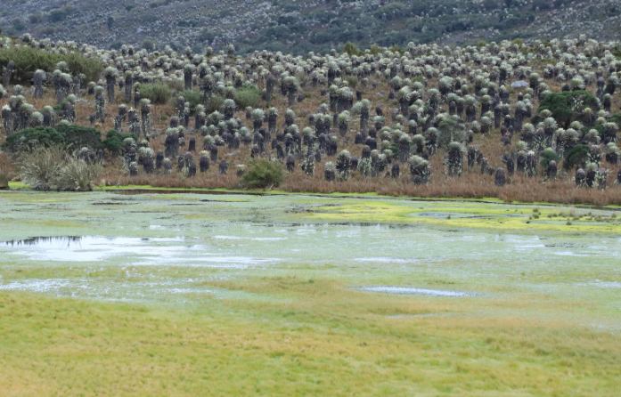 Reserva Forestal Productora cuenca alta del río Bogotá