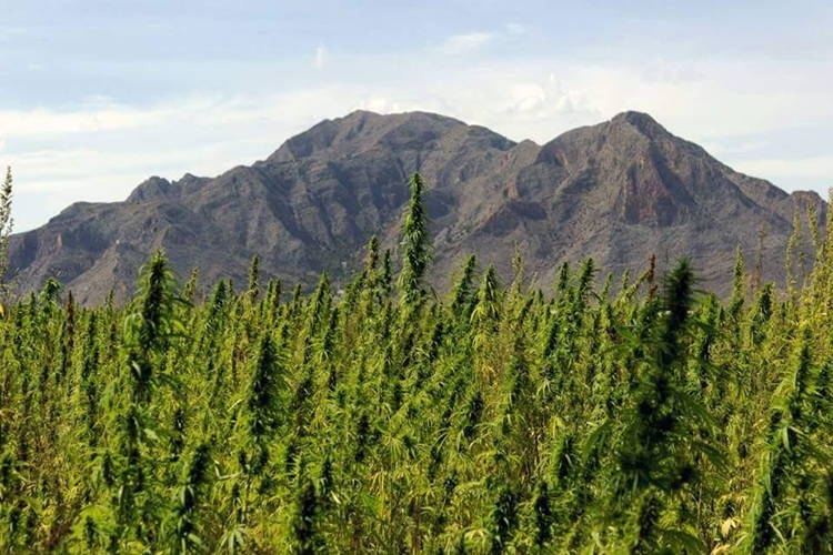 Cooperativa Ananda desarrollará capturará de carbono con cáñamo en Ecuador