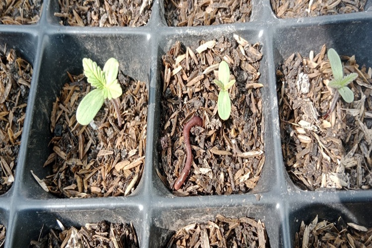 Sustrato ideal para cultivo de cannabis en entornos urbanos por Cassabis