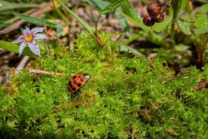 Bogotá cuida el ambiente y celebra navidad sin musgo en sus decoraciones