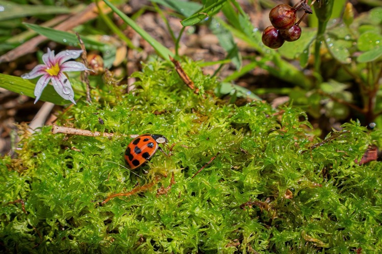 Bogotá cuida el ambiente y celebra navidad sin musgo en sus decoraciones