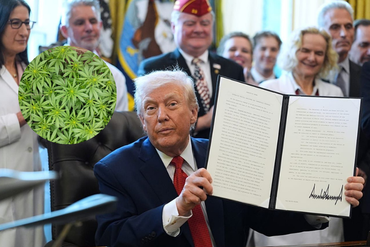 Casa Blanca emitió directiva para impulsar cannabis medicinal