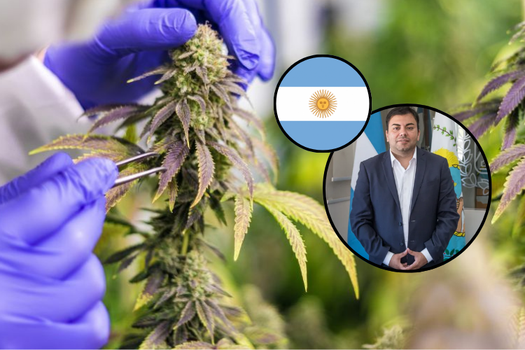 Las Heras habilitó el cultivo de cannabis medicinal mediante decreto municipal