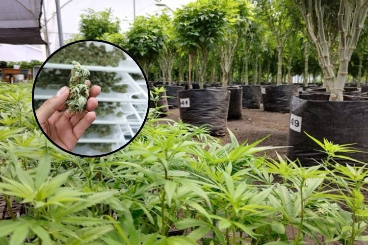 Listo el borrador del DANE para incluir al sector cannábico en la nueva Clasificación Industrial