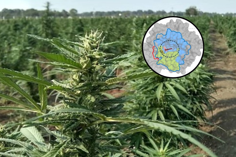 Científicos resucitaron enzimas ancestrales del cannabis y revelan origen de los cannabinoides