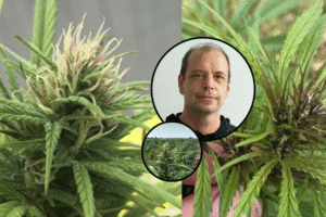 Genómica del cannabis y variación estructural entre Punto Rojo y Cherry Pie, por Bret Pike-