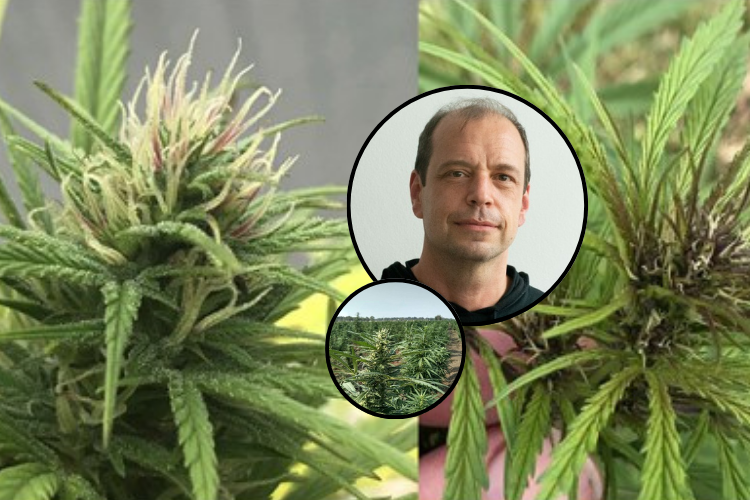 Genómica del cannabis y variación estructural entre Punto Rojo y Cherry Pie, por Bret Pike-