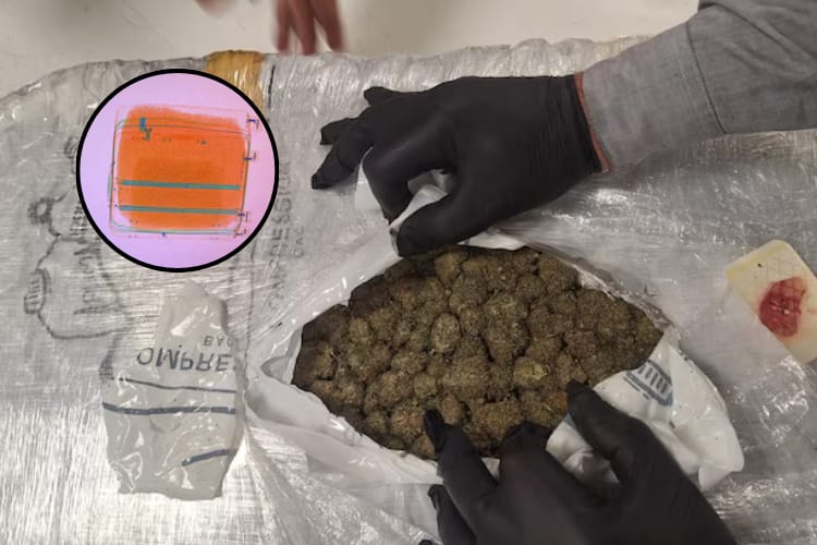 Prohibición, violencia, ineficacia y negocio ilegal, colombiano preso en Argentina por cannabis