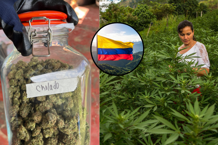 Cannabis, un cultivo para el sustento