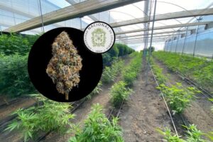 Curso especializado en producción de flor seca de cannabis en la Universidad Nacional de Colombia