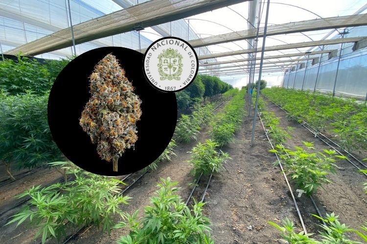 Curso especializado en producción de flor seca de cannabis en la Universidad Nacional de Colombia