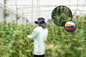 Earth's Healing Colombia convocó mesa de sinergias para Exportación de flor de cannabis