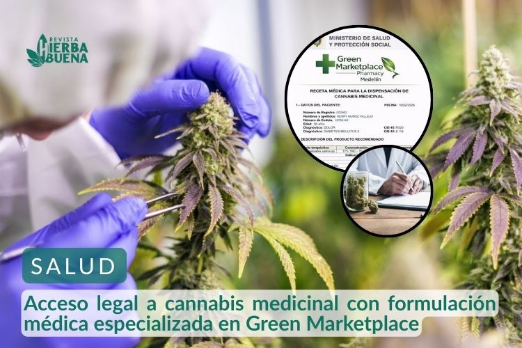 Acceso legal a cannabis medicinal con formulación médica especializada en Green Marketplace