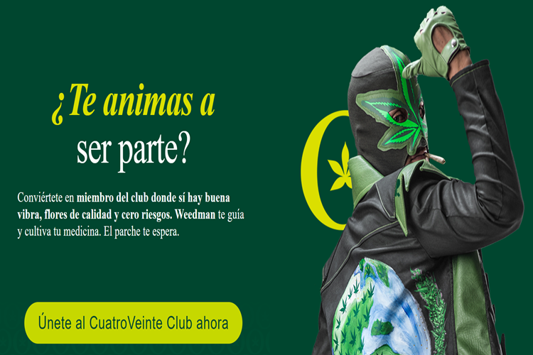 Autocultivo como estrategia de reducción de daños: la pedagogía de Weedman y el Club Cuatro Veinte