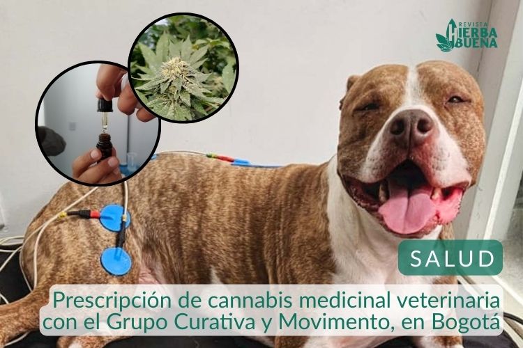 Prescripción de cannabis medicinal veterinaria con el Grupo Curativa y Movimento, en Bogotá
