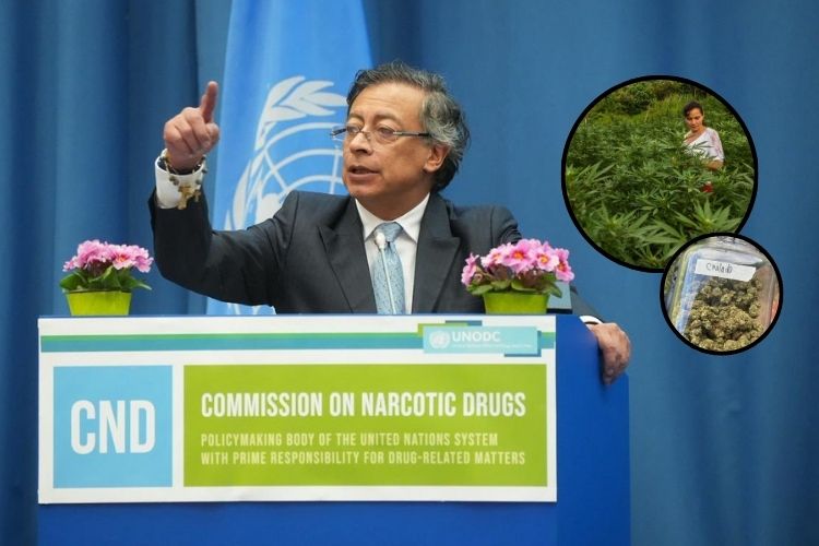Prohibición implica la creación de la mafia, Petro exige justicia por el cannabis en la ONU