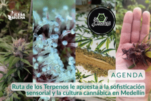 Ruta de los Terpenos le apuesta a la sofisticación sensorial y la cultura cannábica en Medellín