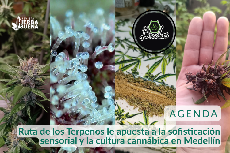 Ruta de los Terpenos le apuesta a la sofisticación sensorial y la cultura cannábica en Medellín