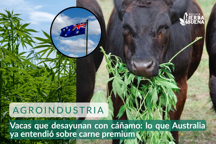 Vacas que desayunan con cáñamo: lo que Australia ya entendió sobre carné premium
