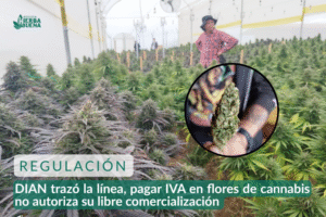 DIAN trazó la línea, pagar IVA en flores de cannabis no autoriza su libre comercialización