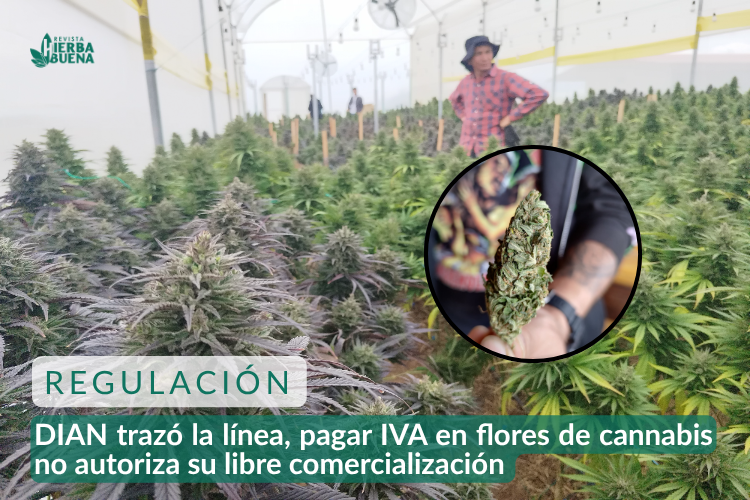 DIAN trazó la línea, pagar IVA en flores de cannabis no autoriza su libre comercialización