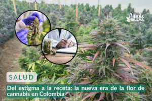 Del estigma a la receta: la nueva era de la flor de cannabis en Colombia