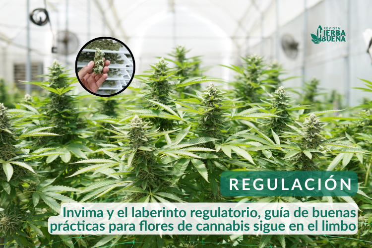 Invima y el laberinto regulatorio, guía de buenas prácticas para flores de cannabis sigue en el limbo