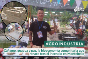 Cáñamo, guadua y paz, la bioeconomía comunitaria que renace tras el incendio en Montebello