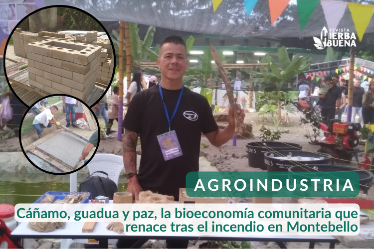 Cáñamo, guadua y paz, la bioeconomía comunitaria que renace tras el incendio en Montebello