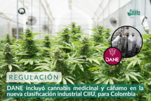 DANE incluyó cannabis medicinal y cáñamo en la nueva clasificación industrial CIIU, para Colombia