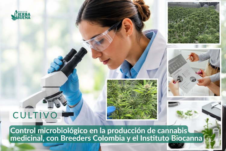 Control microbiológico en la producción de cannabis medicinal, con Breeders Colombia y el Instituto Biocanna